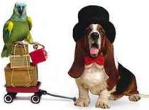 Abel Keppy Animal Hospital Abel Keppy Animal Hospital