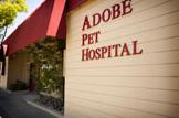 Adobe Pet Hospital