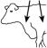 ANADA 200-437, Approved by the FDAEndo-Mectin ® Ivermectin 1% Sterile SolutionInjection for Cattle and Swine