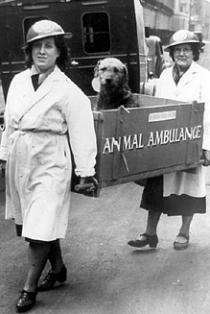 Offshore Animal Hospital Offshore Animal Hospital