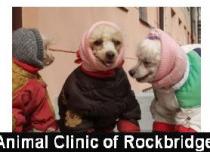 ANIMAL CLINIC OF ROCKBRIDGE