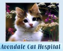 Avondale Cat Hospital Avondale Cat Hospital