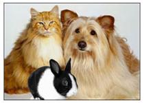 College Boulevard Animal Hospital College Boulevard Animal Hospital