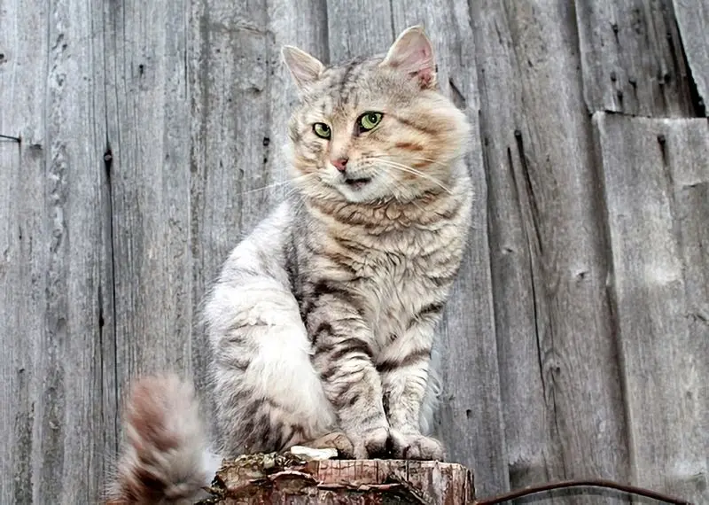 Common Meanings Of Cat Behavior Common Meanings Of Cat Behavior