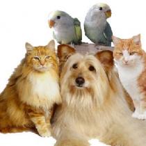 Country Court Animal Hospital Country Court Animal Hospital