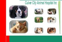 Culver City Animal Hospital Inc