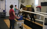 PAVE Clinical Year Program - Senior Student Program - Clinical Program