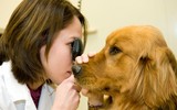 PAVE Clinical Year Program - Senior Student Program - Fee