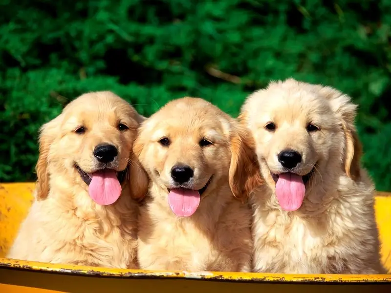 Prevent Dog Health Problems Prevent Dog Health Problems