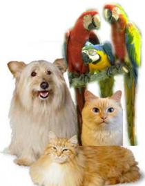 Feather & Fur Animal Hospital Feather & Fur Animal Hospital