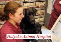 Holyoke Animal Hospital Holyoke Animal Hospital