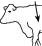 Noromectin® PlusInjection for Cattle
