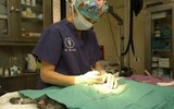 Food Animal Surgery and Medicine and Equine Surgery and Medicine Food Animal Surgery and Medicine and Equine Surgery and Medicine