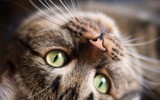 Veterinary Medicine - Admission to the College Veterinary Medicine - Admission to the College