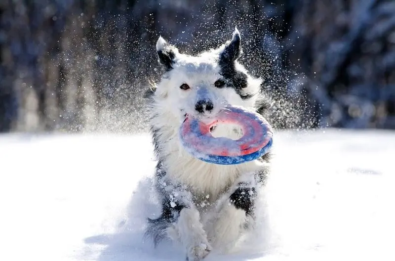 Winter Holiday Hazards For Pets Winter Holiday Hazards For Pets